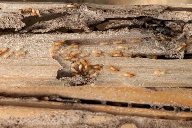 Best Residential Pest Control  in Wilkesboro, NC