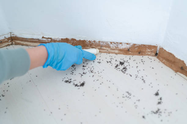 Best Insect Control  in Wilkesboro, NC